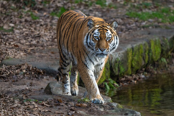 Siberian Tiger walking 
