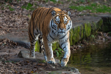 Siberian Tiger walking 