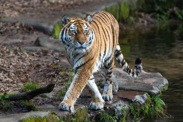 Naklejka premium Siberian Tiger walking 