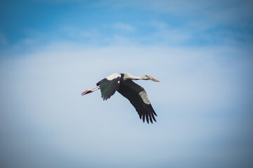 stork in flight
