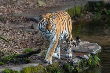Naklejka premium Siberian Tiger walking 