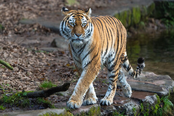 Siberian Tiger walking 