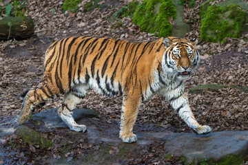 Fototapeta na wymiar Siberian Tiger walking 
