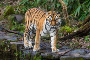 Fototapeta premium Siberian Tiger walking 