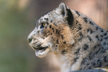 Closeup portrait of a Snow Leopard