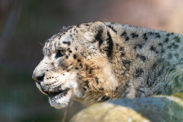 Closeup portrait of a Snow Leopard