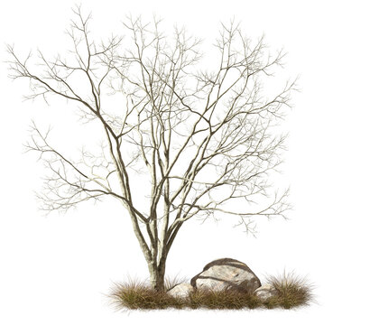Isolate death tree on savanna grass fields transparent backgrounds 3d render png
