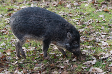 Visayan warty pig looking for food on the ground