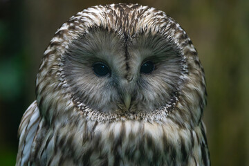 Closeup portrait of an Ural owl