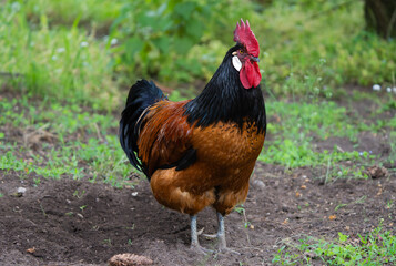 Closeup of a Vorwerk rooster
