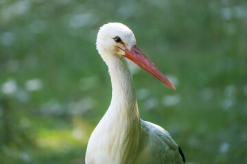 Closeup portrait of a white stork in a meadow