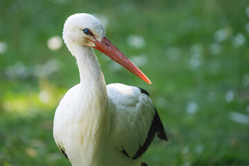 Closeup portrait of a white stork in a meadow