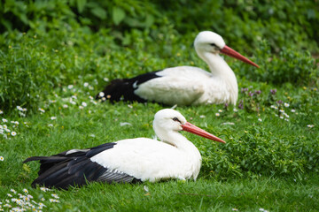 Two European white storks resting in a meadow
