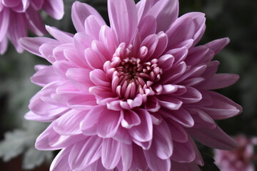pink dahlia flower