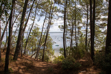 Lake water and trees wild natural forest in french Maubuisson Carcans on Gironde Aquitaine