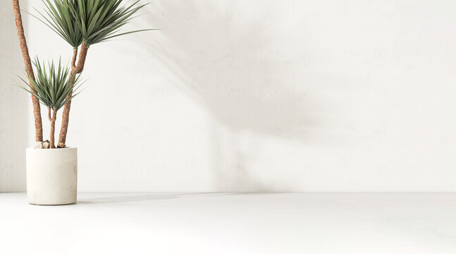 Tropical green dracaena in white concrete pot on floor in sunlight, shadow on blank cement wall. Luxury interior design decoration, fashion, beauty, product display background 3D