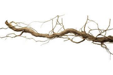 crooked closeup fra vine fruitbody included brown isolated green liana decorative tropical awry plant path Twisted liana background dried tree stem clipping black white wood jungle wild around old - obrazy, fototapety, plakaty