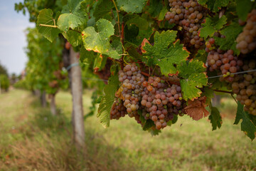 Close-up of ripe grapes on a plant. Grapes. Fruits of nature. Vineyard. Agricultural wine production.