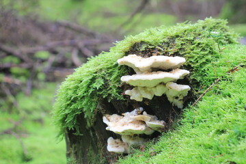 pilze