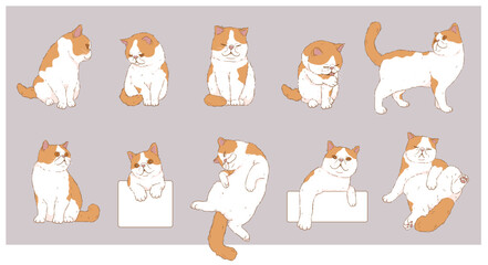 Cute Cartoon Exotic Shorthair cat set	