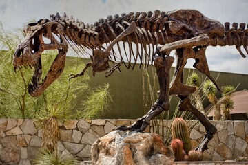skeleton in the desert