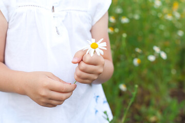 Daisies in the hand of a small child