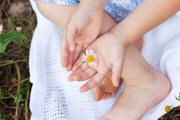 Small child hand touches the daisies in the green grass, spring time.