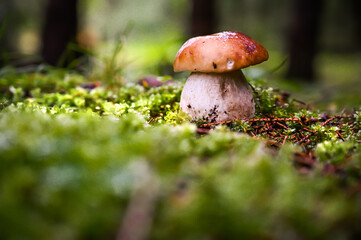 Beautiful boletus edulis in green moss in amazing forest