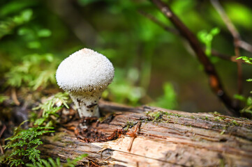 Beautiful mushroom in amazing green moss. Amazing old magic forest mushrooms background. 