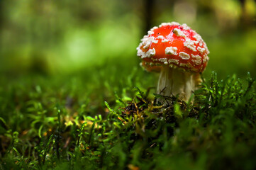 Beautiful little Red toadstool (Amanita muscaria) in amazing green moss. Amazing old magic forest mushrooms background. 