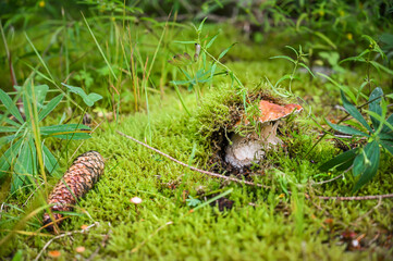 Beautiful boletus edulis mushroom in amazing green moss.