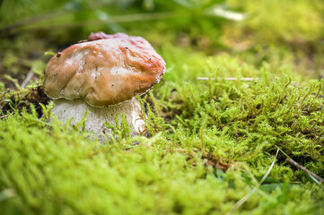 Beautiful boletus edulis mushroom in amazing green moss.