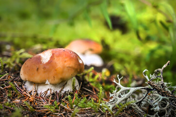 Beautiful boletus edulis mushroom in amazing green moss.