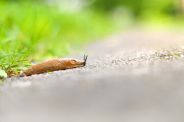 a snail is crawling along the sidewalk