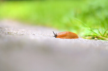 a snail is crawling along the sidewalk