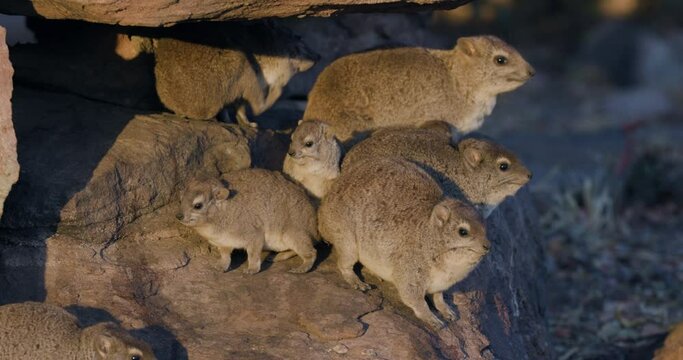 Close-up. Cute Cape Hyrax (Dassie) family sunning themselves on a rock