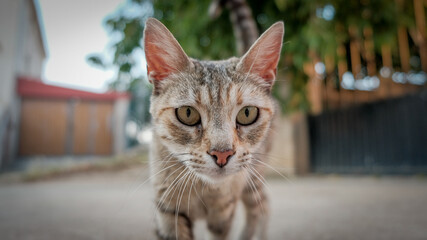 gato
