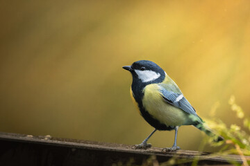 Mésange charbonnière, Parus major, seul oiseau sur la clôture