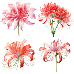 Set of watercolor red spider lily isolated on transparent background