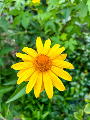False sunflower