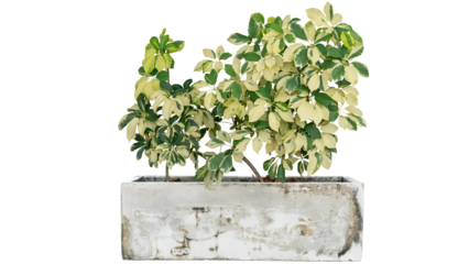 Schefflera arboricola (Variegated), Miniature Umbrella Plant or Octopus tree growing in pot isolated on white background included clipping path.