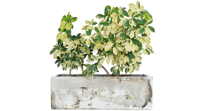 Schefflera arboricola (Variegated), Miniature Umbrella Plant or Octopus tree growing in pot isolated on white background included clipping path.