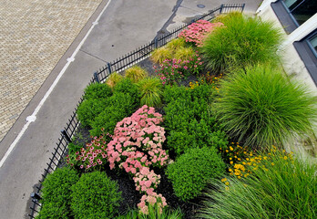Fototapeta na wymiar lush flower bed with sage blue and purple flower combined with yellow ornamental grasses lush green color perennial prairie flower bed in the city, top, drone view, grass ornamental