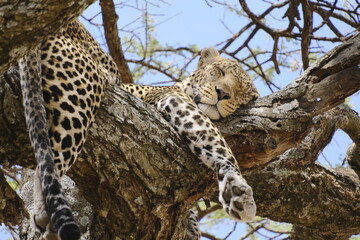 Leopardo