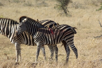 Fototapeta na wymiar Baby Zebra after Lion Attack in Kruger National Park South Africa
