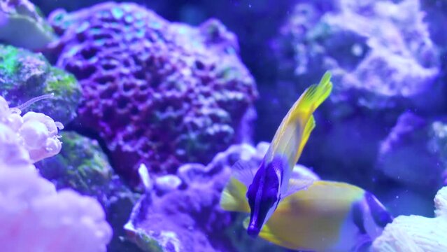 Foxface swimming between anemones and rocks undersea. Fish swimming. Siganus vulpinus.