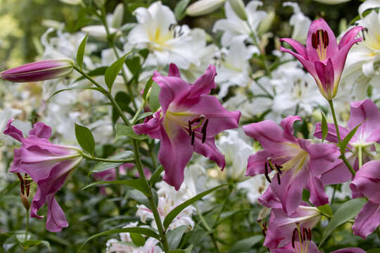 pink and white trumpet lilies in bloom in a garden