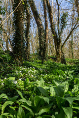 Fototapeta na wymiar Woodland in Sussex with wood anemones and wild garlic growing on a sunny April day