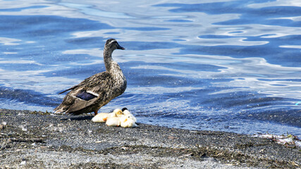 On the shores of the lake, a mother duck checks on her cubs, which are resting in the sun