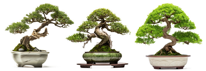 Set of Bonsai conifer trees from Japan. Isolated on transparent background